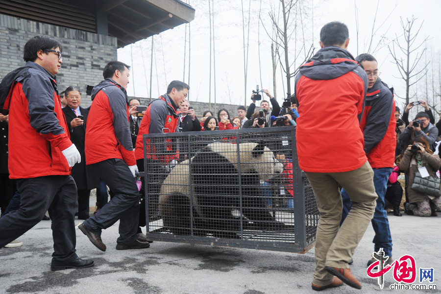  2月22日中午，中國保護大熊貓研究中心兩隻大熊貓“星徽”、“好好”正式從都江堰基地出發，啟程前往比利時，參與為期15年的大熊貓科研合作與交流項目。