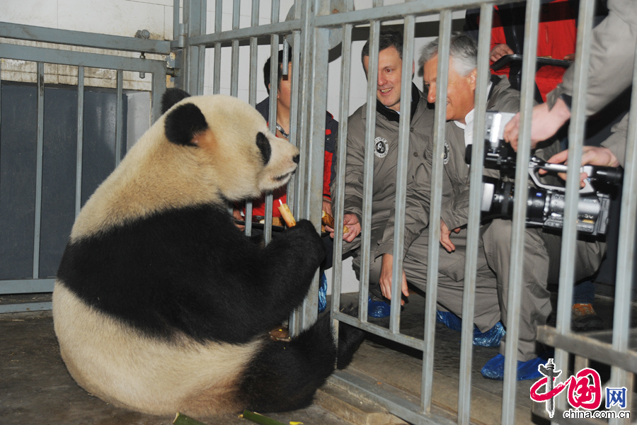  2月22日中午，中國保護大熊貓研究中心兩隻大熊貓“星徽”、“好好”正式從都江堰基地出發，啟程前往比利時，參與為期15年的大熊貓科研合作與交流項目。圖為好好出發前的早餐。