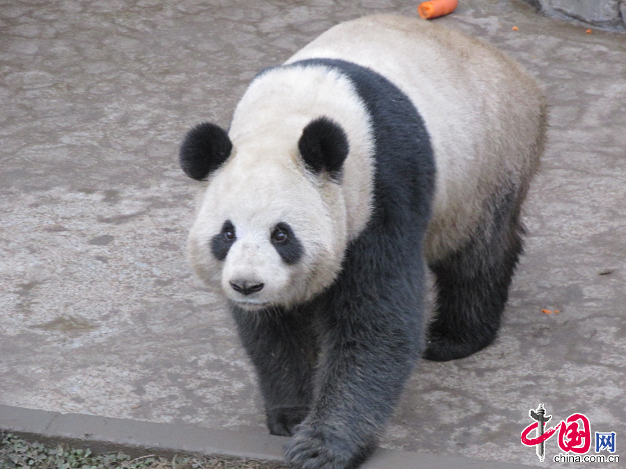  2月22日中午，中國保護大熊貓研究中心兩隻大熊貓“星徽”、“好好”正式從都江堰基地出發，啟程前往比利時，參與為期15年的大熊貓科研合作與交流項目。圖為大熊貓“好好”。
