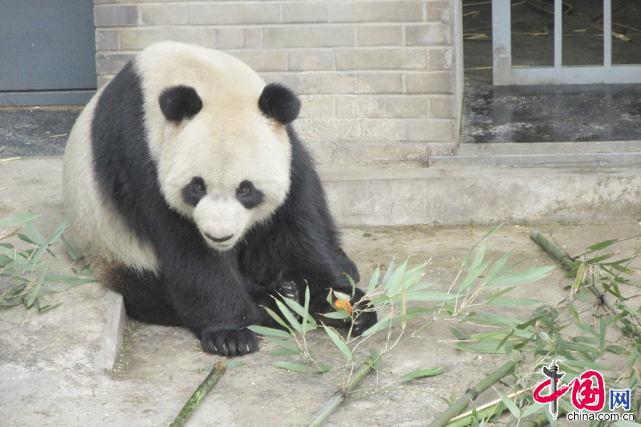  2月22日中午，中國保護大熊貓研究中心兩隻大熊貓“星徽”、“好好”正式從都江堰基地出發，啟程前往比利時，參與為期15年的大熊貓科研合作與交流項目。圖為大熊貓“星輝”。