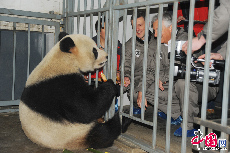 这是新落成的研究中心都江堰基地第一次承接运送熊猫出国的任务，也是第一次有大熊猫从都江堰市出发去往国外开展合作。