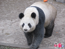截至目前，中国保护大熊猫研究中心目前已经与美国、英国、奥地利、澳大利亚、日本、泰国、新加坡、马来西亚和比利时9个国家11家动物园建立了大熊猫科研合作关系。