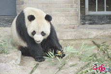 先后有22只大熊猫旅居海外，共繁殖19仔，存活12仔，其中有9仔已经回到国内生活，取得了国际科研合作的辉煌成果。