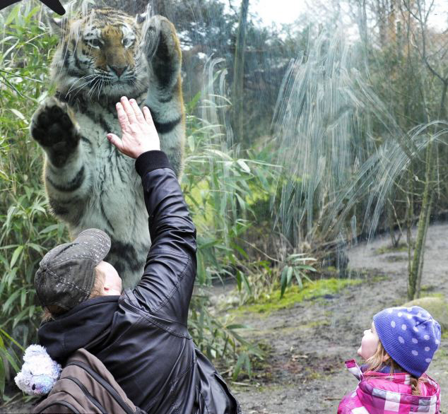 德母老虎与游客“击掌”互动显亲密