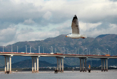 在海門港椒江大橋附近海域，一群海鷗自由飛翔，享受春天的美好時光。 