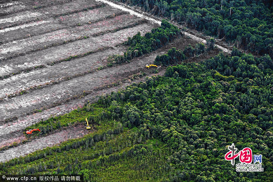 印尼婆罗洲岛，成片的雨林被砍伐，露出的土地呈现出死寂的灰白色。