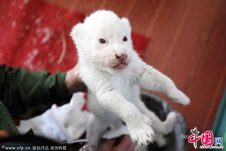  2014年3月4日，浙江省杭州市，杭州野生動物世界近日誕生了一隻世界珍稀的小白獅。