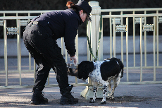 2014年3月4日，天安门广场上有一群执勤的特别'卫士'——搜爆犬引起了记者的关注。