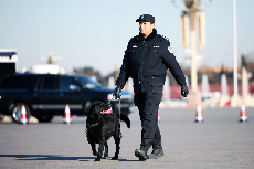 3月4日,在广场负责安保工作的卫士——搜爆犬。