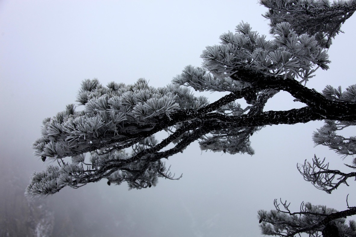 安徽黄山:马年"惊蛰"普降大雪