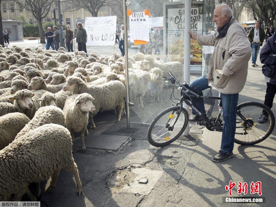 法国农民街头赶羊 抗议农业改革