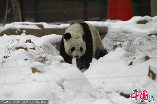  3月12日，中国保护大熊猫研究中心针对郑州动物园大熊猫“锦意”死亡情况发布通报。