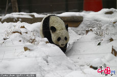 大熊猫锦意生病期间，郑州动物园一直与中国保护大熊猫研究中心保持沟通，并联合河南农大、河南省人民医院、郑州人民医院和中国保护大熊猫研究中心专家积极治疗，结果虽然令人遗憾但做出了最大努力。