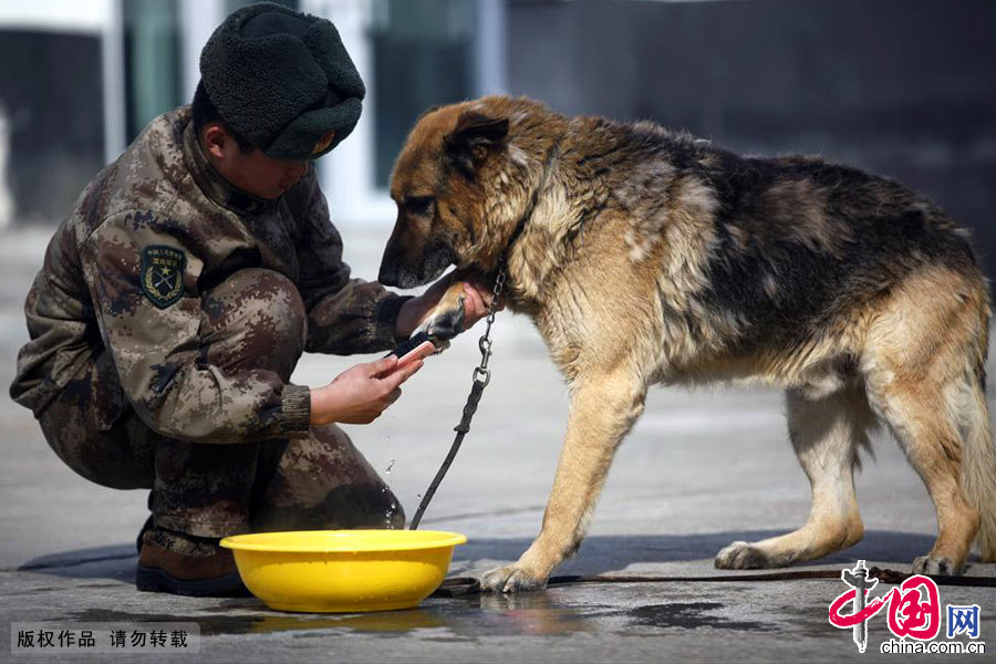 哨所哨兵谢昆最后一次给军犬“七夜”清洗前爪。中国网图片库 魏建顺/摄