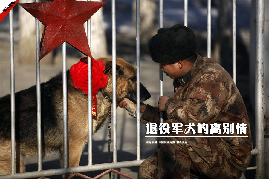 【图片故事】军犬的离别情 图片中国 中国网图片库 联合出品