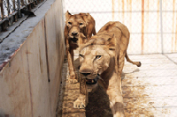 2014年3月18日，山东青岛森林野生动物世界2只刚引进的非洲狮