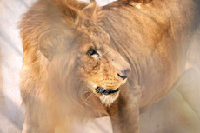 2014年3月18日，山东青岛森林野生动物世界一只刚引进的非洲雄狮。