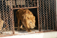 2014年3月18日，山东青岛森林野生动物世界一只刚引进的非洲雄狮从笼舍走出。