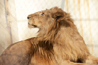 2014年3月18日，山东青岛森林野生动物世界一只刚引进的非洲雄狮在狮舍休息。