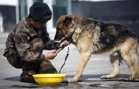 2014年3月15日，“黑河好八連”長髮哨所哨兵謝昆最後一次給軍犬“七夜”清洗前爪。