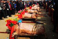 2014年3月16日，山东青岛即墨市田横旅游度假区周戈庄村祭海仪式上摆放的贡品公猪