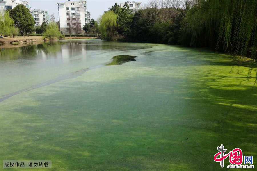 2014年3月18日中午，几位市民正悠闲地徜徉在浙江绍兴市区城东大量绿色藻类漂浮、并散发出臭气的湖边散步。