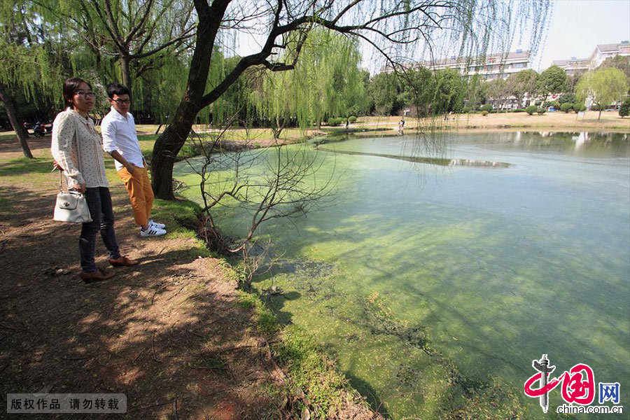 2014年3月18日中午，几位市民正悠闲地徜徉在浙江绍兴市区城东大量绿色藻类漂浮、并散发出臭气的湖边散步。中国网图片库 李瑞昌摄