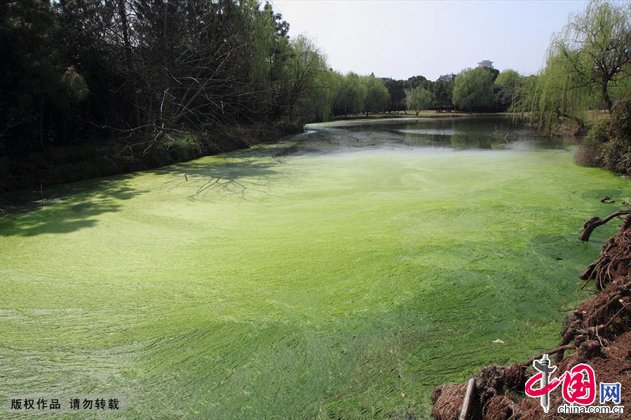 2014年3月18日中午，幾位市民正悠閒地徜徉在浙江紹興市區城東大量綠色藻類漂浮、並散發出臭氣的湖邊散步。中國網圖片庫 李瑞昌攝