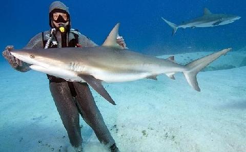 巴哈马:鲨鱼遭"催眠" 倒立在水中_ 视频中国