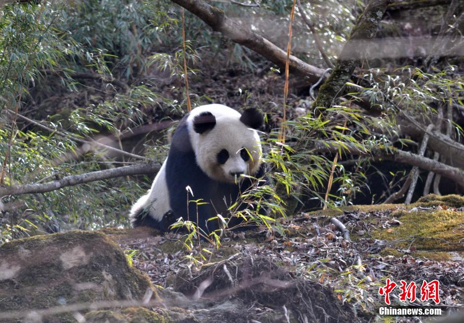 四川青川摩天嶺拍到野生大熊貓