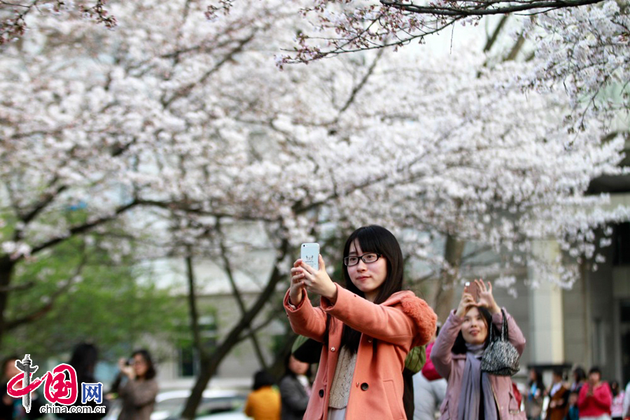 2014年3月23日，游人在南京林业大学樱花大道下用手机自拍留影。 中国网图片库 董金林摄影