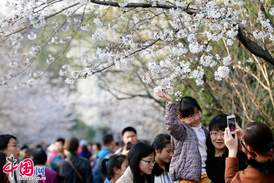 2014年3月23日，游人在南京林业大学樱花大道观赏樱花。 中国网图片库董金林摄影