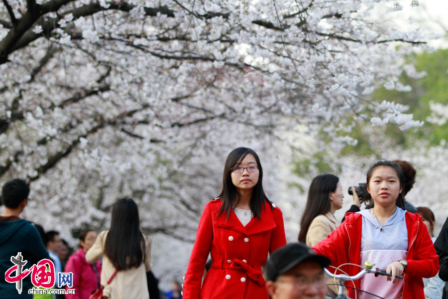 2014年3月23日，游人在南京林业大学樱花大道观赏樱花。 中国网图片库董金林摄影