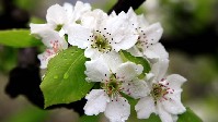 漫山遍野的梨花竞相绽放，一场小雨过后，晶莹的花朵缀满了伸张有序的枝干上，别有一番风味3_p