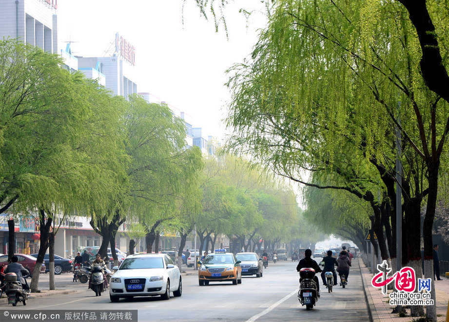 2014年03月24日，河南省許昌市建安大道，園林工人正在為柳樹“打針”。