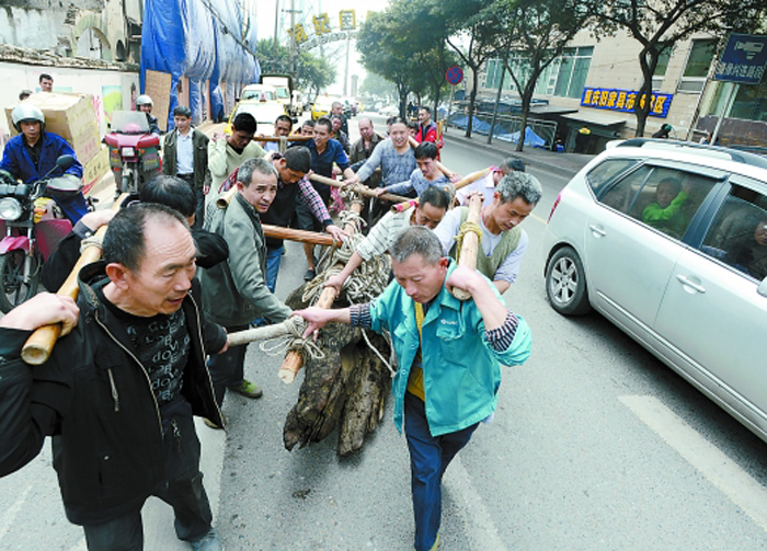 重庆20名男子抬3吨重“神木”过街