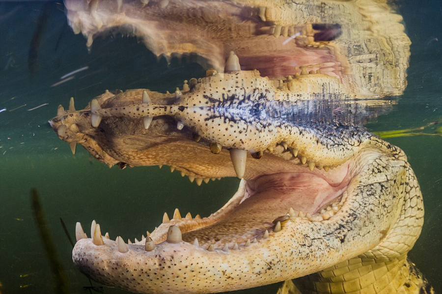 美攝影師潛伏水底近拍鱷魚露齒照超驚悚[組圖]