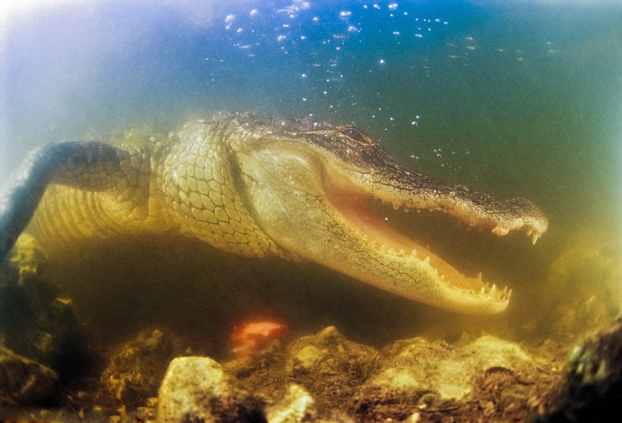 美攝影師潛伏水底近拍鱷魚露齒照超驚悚[組圖]