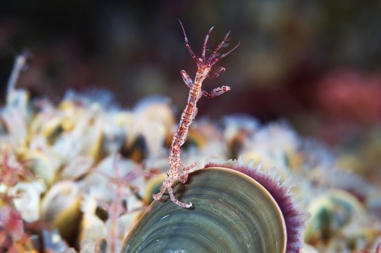 神奇缤纷的海水生物:奇特的无脊椎动物