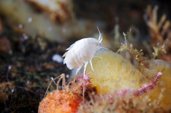 神奇缤纷的海水生物:奇特的无脊椎动物
