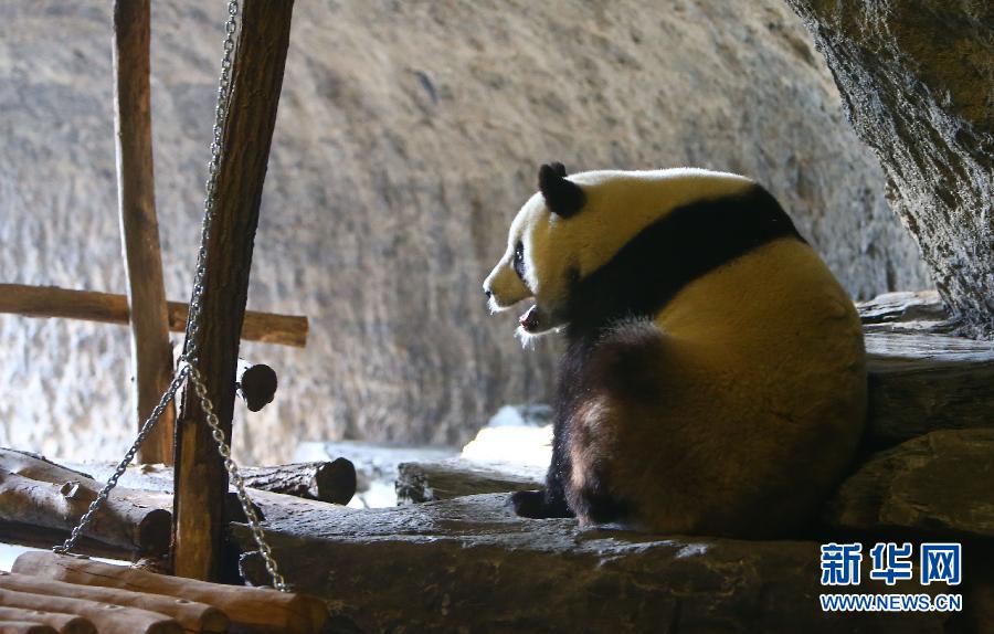 比利時中國大熊貓“星徽”和“好好”即將公開亮相