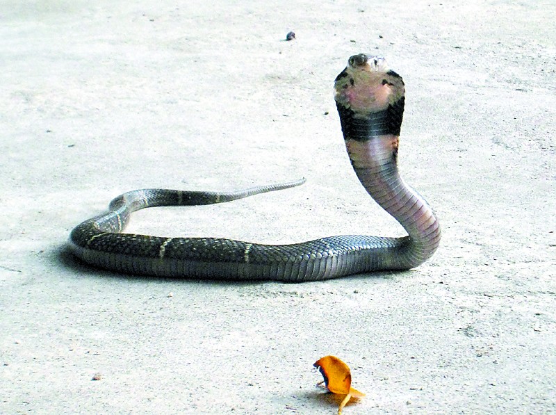 云南文山:眼镜蛇进居民家 捕获放归自然