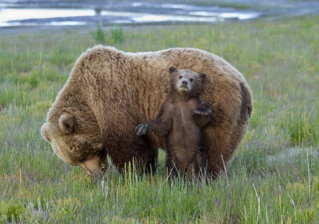【顯萌態】美小棕熊背靠母親抓撓止癢