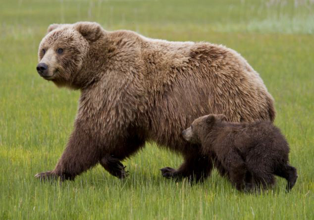 【显萌态】美小棕熊背靠母亲抓挠止痒