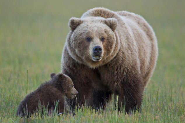 【显萌态】美小棕熊背靠母亲抓挠止痒