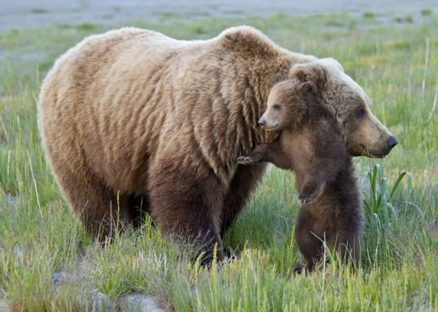 【顯萌態】美小棕熊背靠母親抓撓止癢