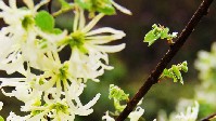 檵木花又名纸末花，为金缕梅科植物檵花的花，生于山坡矮林间3