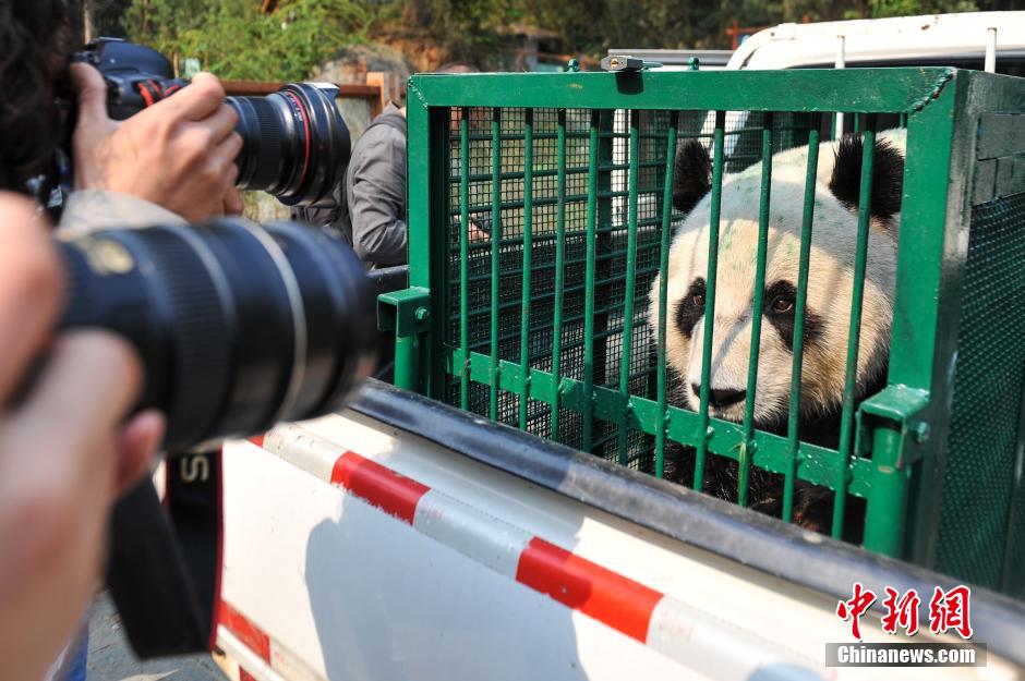汶川地震後送抵昆明寄養的大熊貓“回家”