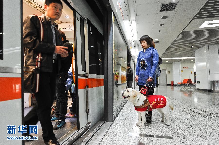 4月起沪上导盲犬可依法搭乘公共交通