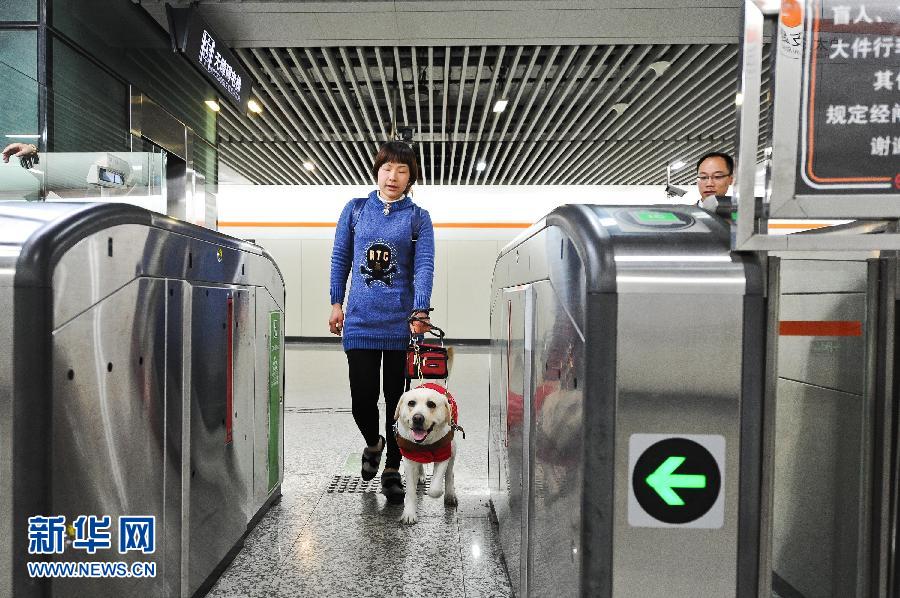 4月起滬上導盲犬可依法搭乘公共交通